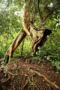 Volcán Maderas, Isla de Ometepe, Nicaragua