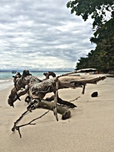 Drift wood on the beach in Bocas del Toro, Panama