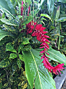 Flowers of Costa Rica