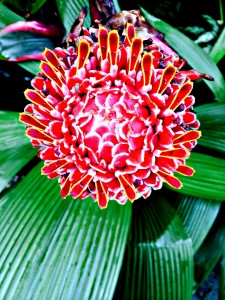 Flowers of Costa Rica