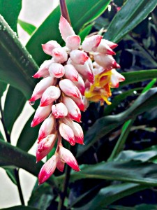 Flowers of Costa Rica