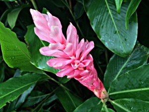 Flowers of Costa Rica