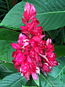 Flowers of Costa Rica