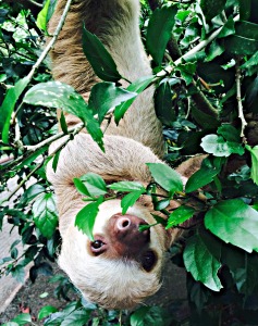 Sloth at the Jaguar Rescue Center in Puerto Viejo, Costa Rica