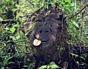 The Monteverde Cloud Forest Reserve, Costa Rica