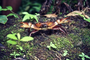 Isla de Ometepe, Nicaragua