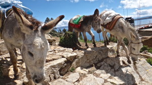 Mules on Isla del Sol, Lake Titicaca, Bolivia
