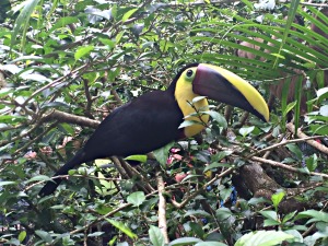 Toucan at Puerto Viejo's Jaguar Rescue Center