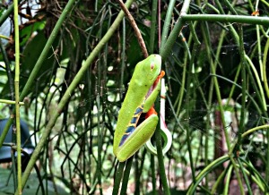 A Red-Eyed Tree Frog at the Jaguar Rescue Center in Puerto Viejo, Costa Rica