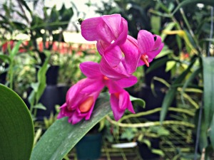 Pink orchid