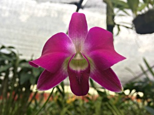 Magenta orchid