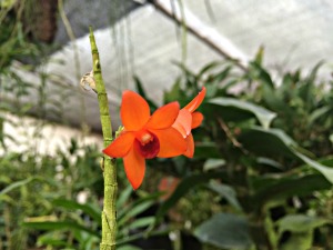 Orange orchid