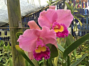 Pink and yellow orchid