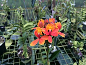 Orange orchid