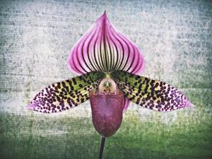 Purple and green orchid