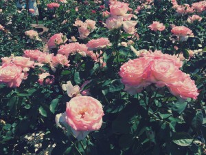 Portland Rose Garden