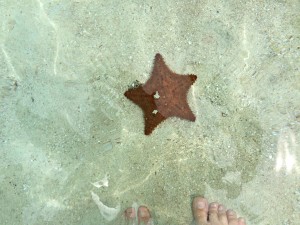 Starfish in the Caribbean