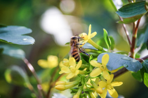 Bee shot with Canon EF-S 55-250 zoom lens