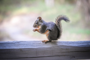 Squirrel at the Run of the River Inn and Refuge, Leavenworth, Washington