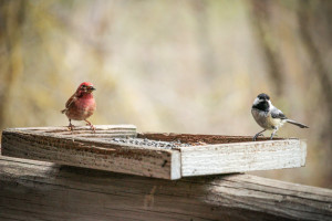 Birding at the Run of the River Inn, Leavenworth, Washington