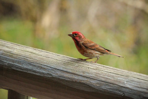 Birding at the Run of the River Inn, Leavenworth, Washington