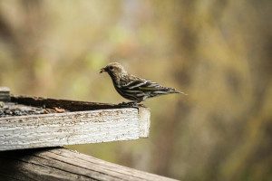 Birding at the Run of the River Inn, Leavenworth, Washington