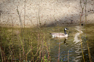 Geese at the Run of the River Inn and Refuge