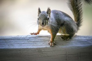 Wildlife in Leavenworth, Washington