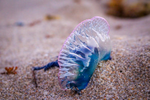 Fort Lauderdale Beach