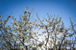 Cherry blossoms in Washington state