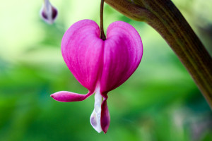 Bleeding heart flower