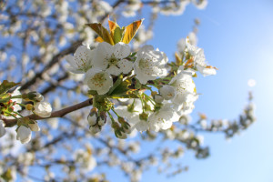 Cherry blossoms in Washington state