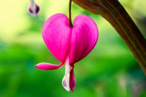 Bleeding heart flower