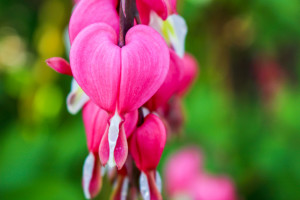 Bleeding heart flower