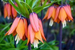 Upside-down flower