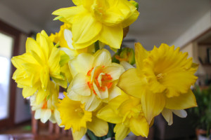 Daffodils