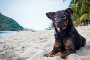 Mae Haad, Koh Phangan, Thailand