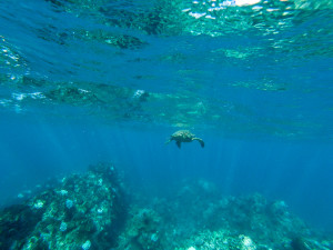 Travel Photos with GoPro, Snorkeling with sea turtles in Maui