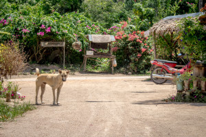 Koh Tao, Thailand