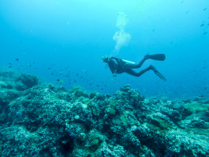 Diving in Koh Tao, Thailand