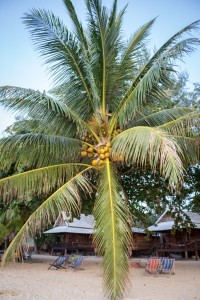 TravelDave's Travel Blogger Retreat in Koh Phangan