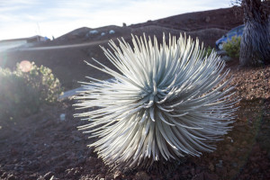 Haleakala Silversword, Maui, Hawaii