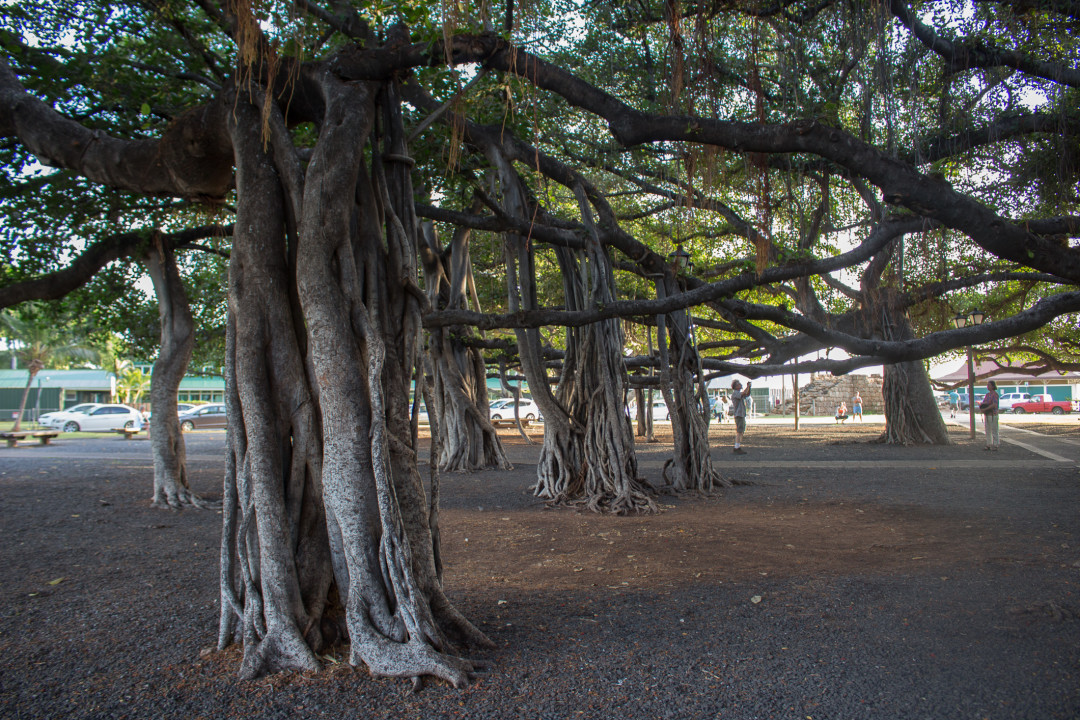 The Perfect Day in Lahaina - The Sweetest Way