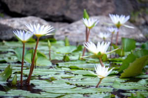 Wailea, Maui