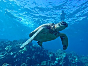 Kayaking in Maui