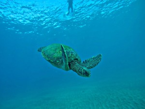 Maui Kayak Adventures Makena Turtle Town