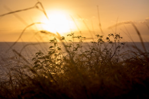 Papawai Point, Maui