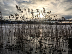 Swedish Winter