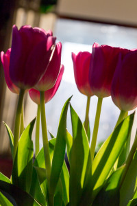 Spring in Peshastin, Washington