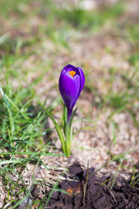 Spring in Peshastin, Washington